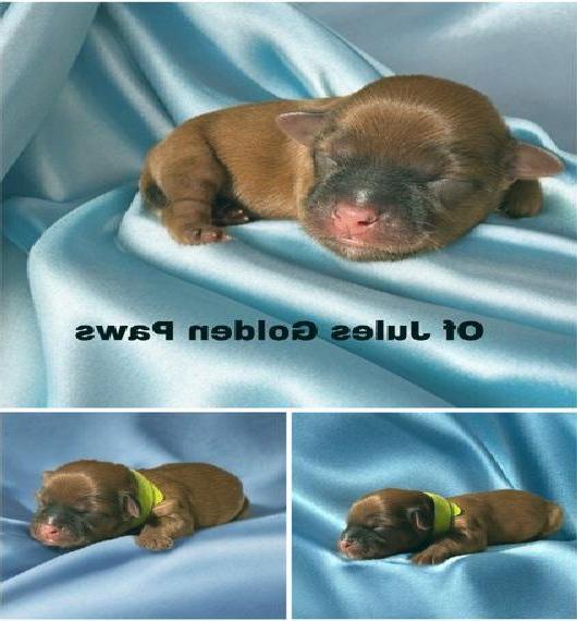 Havaneser Welpen in rot und rot Zobel mit Papieren