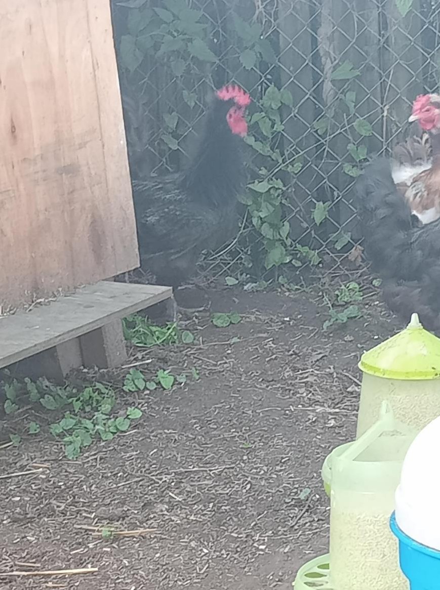 Diverse Hähne abzugeben