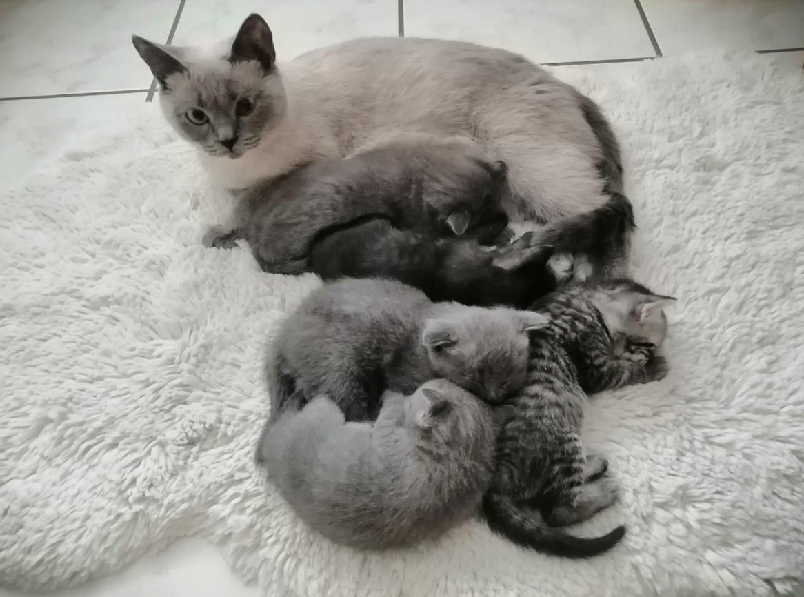 Süsse BKH Mix Kitten zu verkaufen