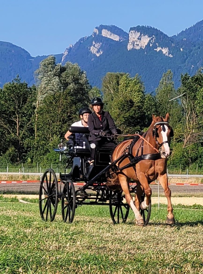 Biete Reitstunden, Beritt in der Umgebung Mettlen TG