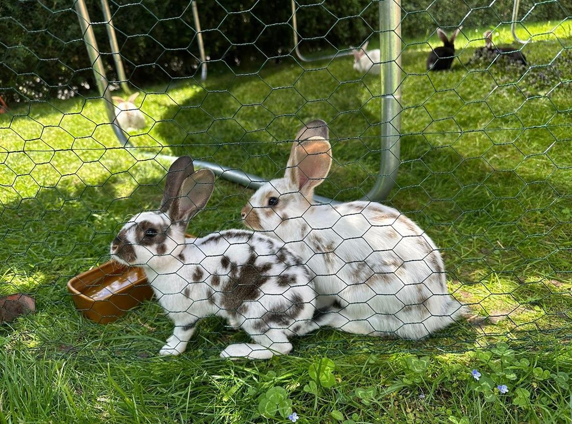 Junge Kaninchen abzugeben