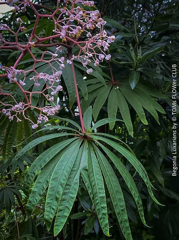 Begonia Luxarians - einzigartige Palmen-Blatt-Begonie