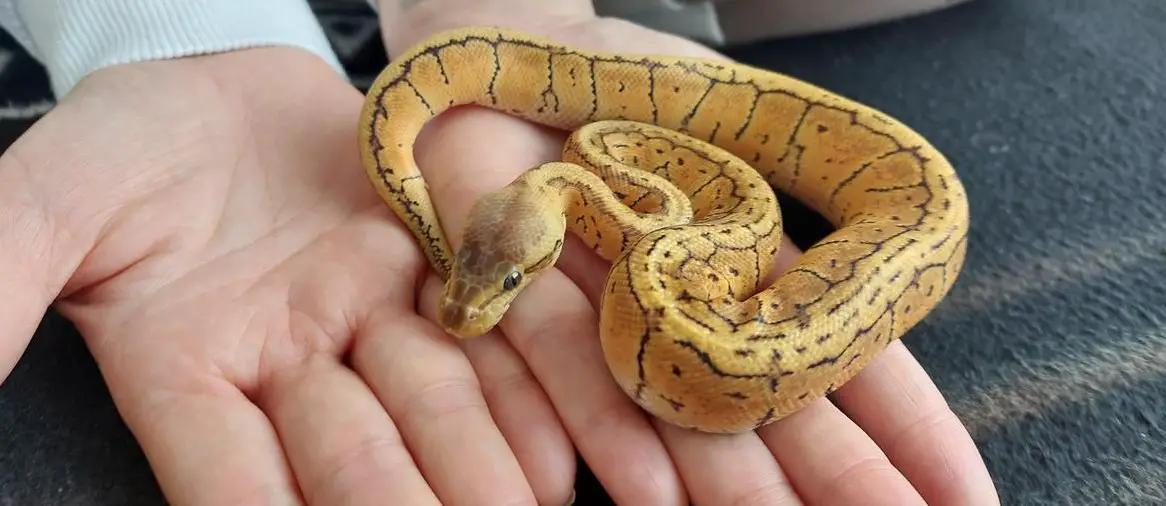 Mega handzahme Königspython Baby Lemon Blast