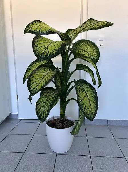 XL Dieffenbachia 130 cm hoch
