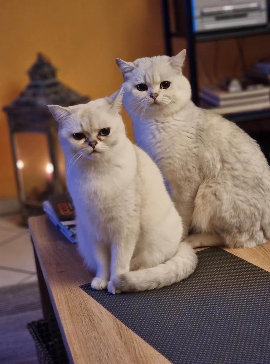 Wunderschöne BKH Kitten abzugeben