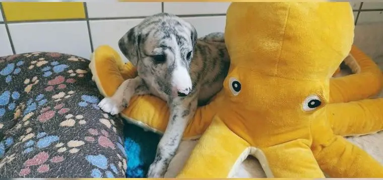 Whippet Welpen von Mia und Bruno (VDH-WCD Zucht)