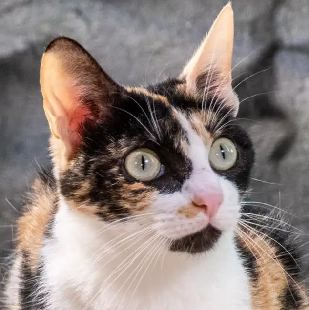 Mischlingskatze Tika, eine liebevolle Schmuserin