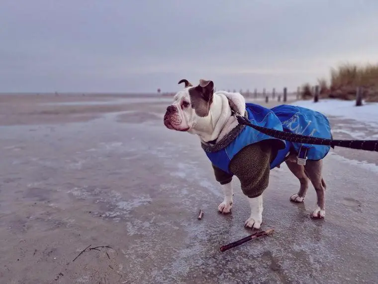OEB Old English Bulldog Hündin sucht Einzelplatz