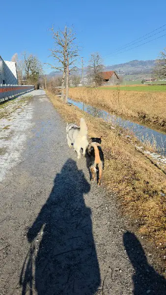 Liebevolle Hundebetreuung/ Hundesitter