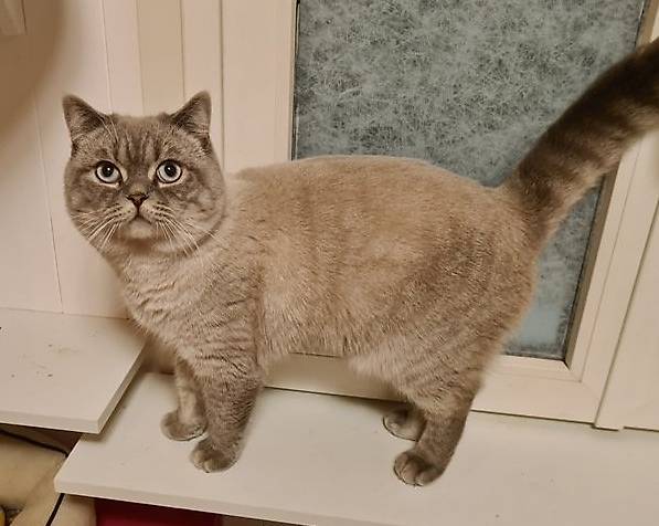 Britisch Kurzhaar 1 Kater und 1 Weibchen.