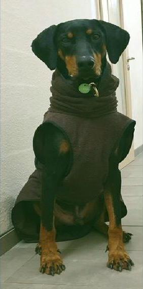 Dobermann Rüde, ca. 3 Jahre