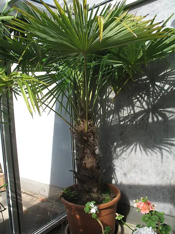 Palme
