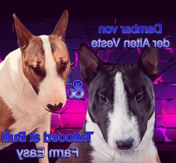 Miniatur Bullterrier Welpen