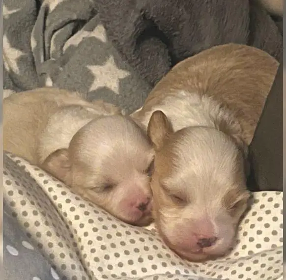 Unsere Welpen sind da