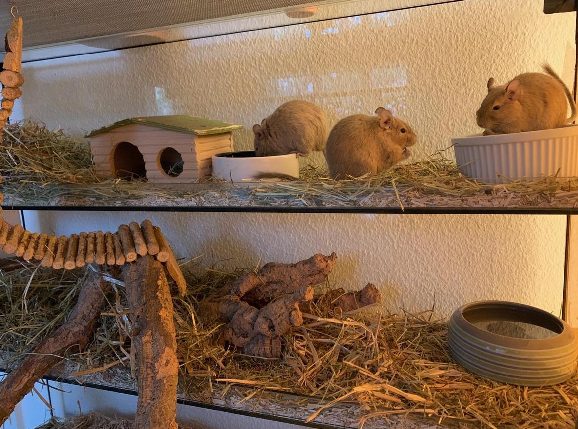 3 Degu Weibchen mit Terrarium & Zubehör zu verkaufen