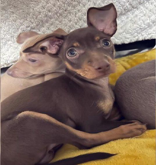 Liebevolles Zuhause gesucht