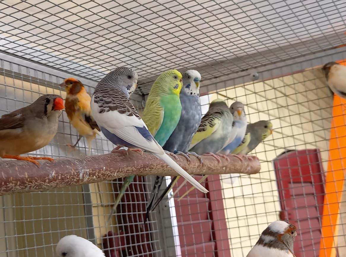 Junge Wellensittiche, verschiedene Farben