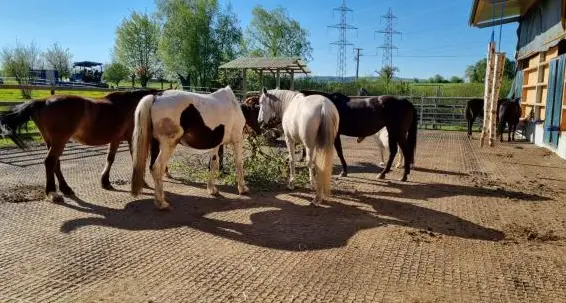 Offenstall Stutengruppe Hof Herrendingen ein Platz frei