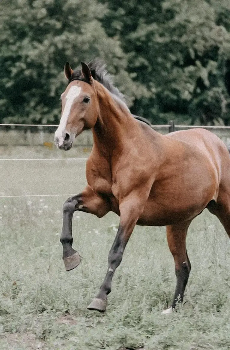 Westfale Warmblut Stute, Zucht und tragend