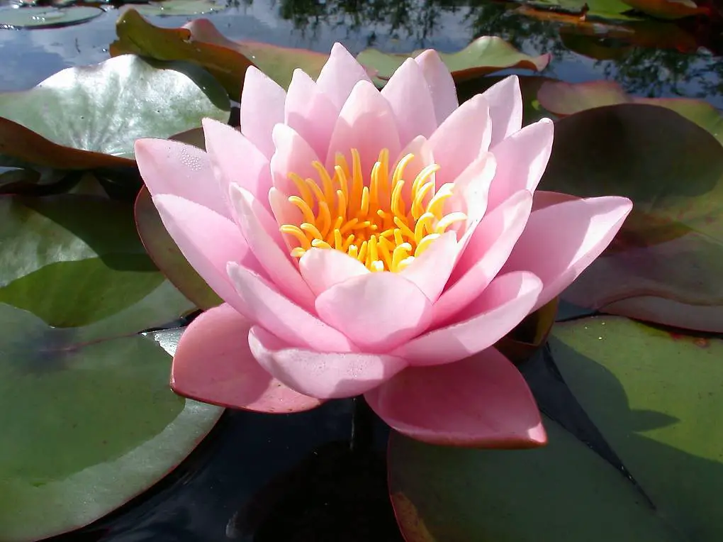 Seerose Teichpflanze Nymphaea "Anna Epple"