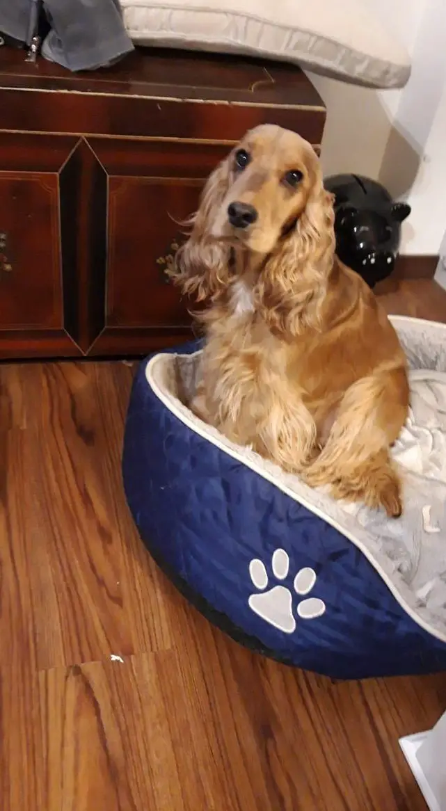 English Cocker Spaniel Welpen zu verkaufen