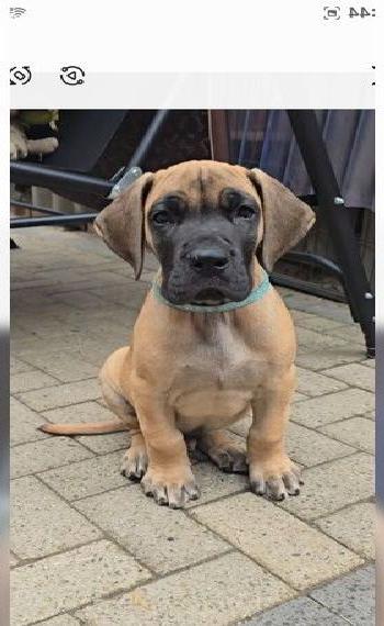 Deutsche Doggen Welpen