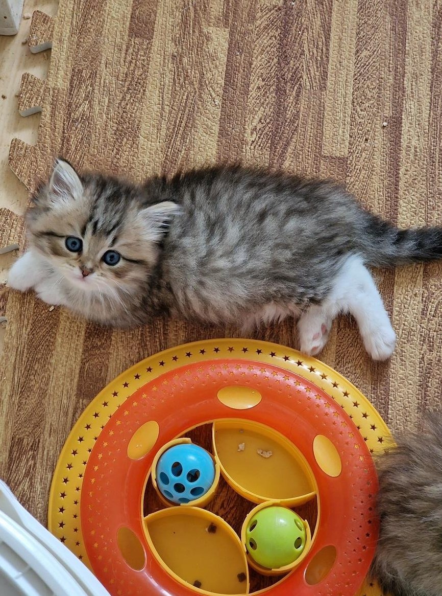 Perser Kitten Weibchen