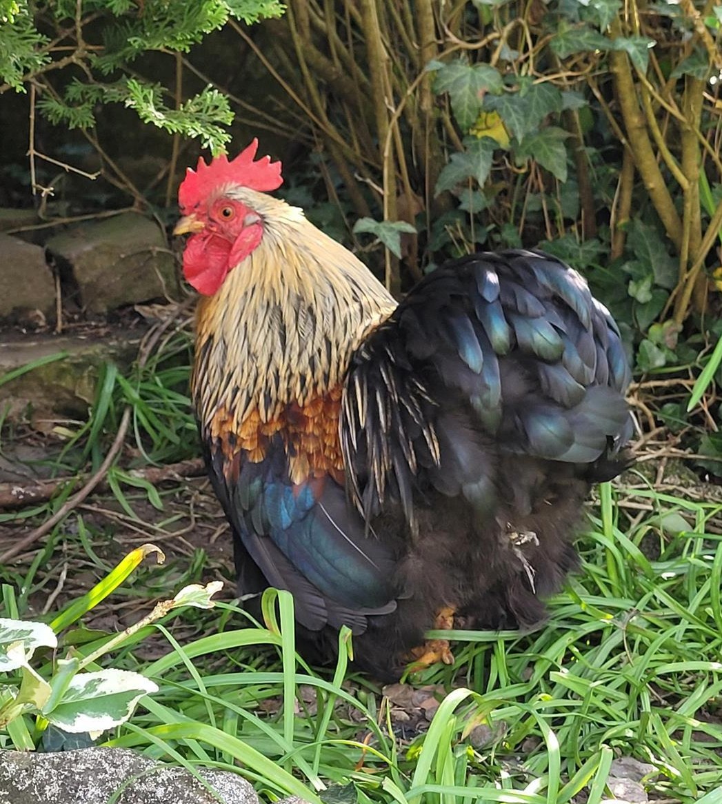 Zwerg Cochin Hahn sucht dringend ein neues Zuhause