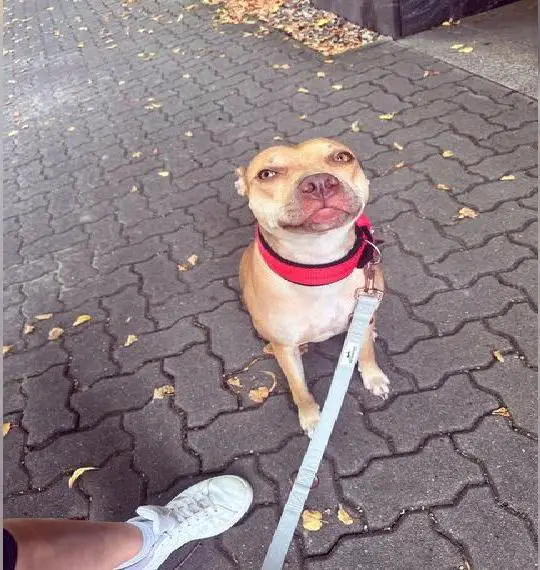 Pitbull Hündin Rednose