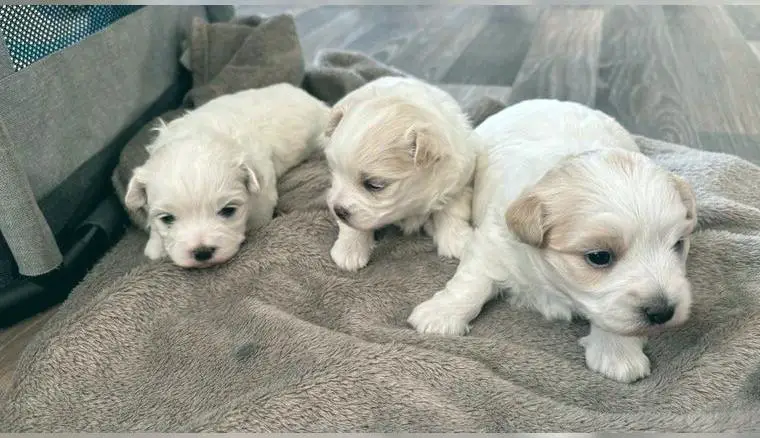 3 Süsse Malteser Welpen