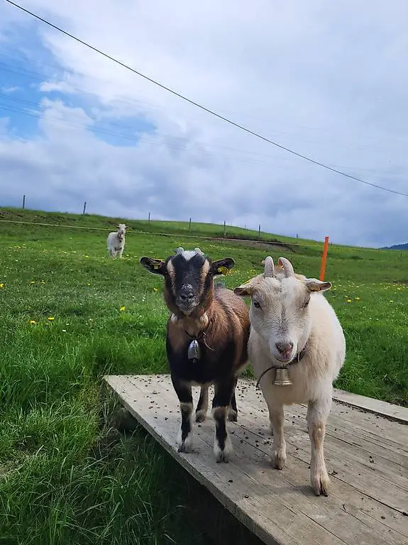Zwergziegen zu Verkaufen