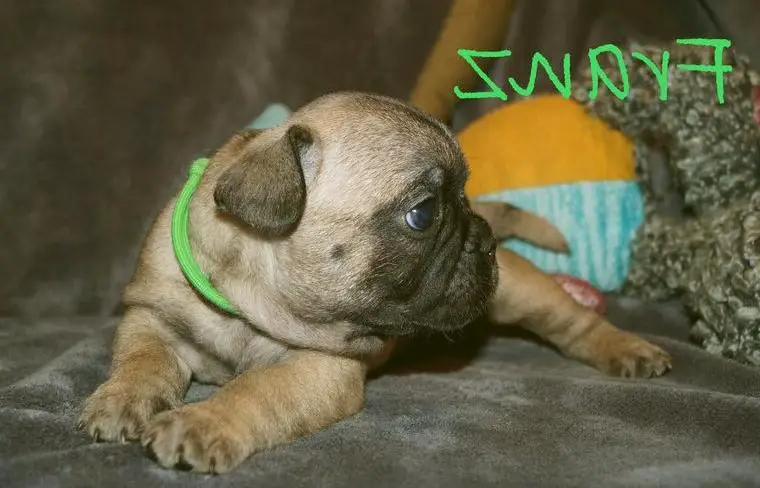 Französische Bulldogge Seriöse Zucht - Rüde in Fawn mit viel Rute und Nase - Bullys vom Dechenwald