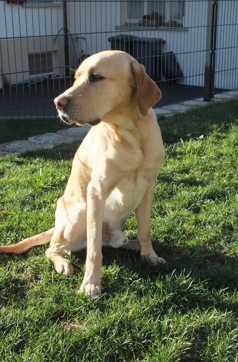 Labrador Deckrüde / ist nicht zum Verkauf