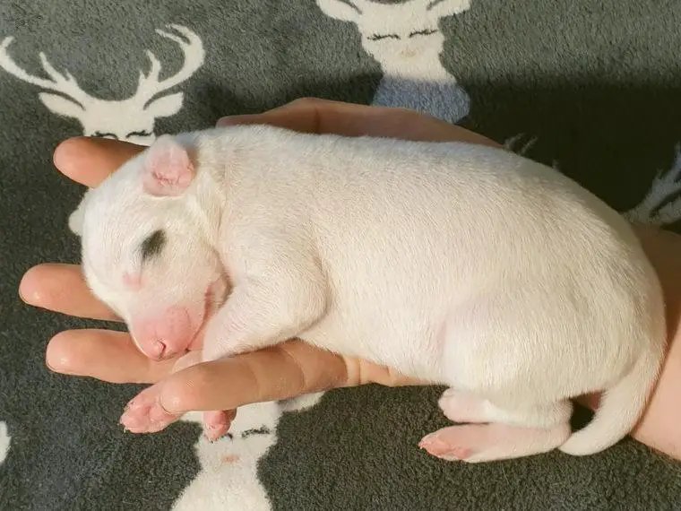 Whippet Welpen von den beste Rennlinien