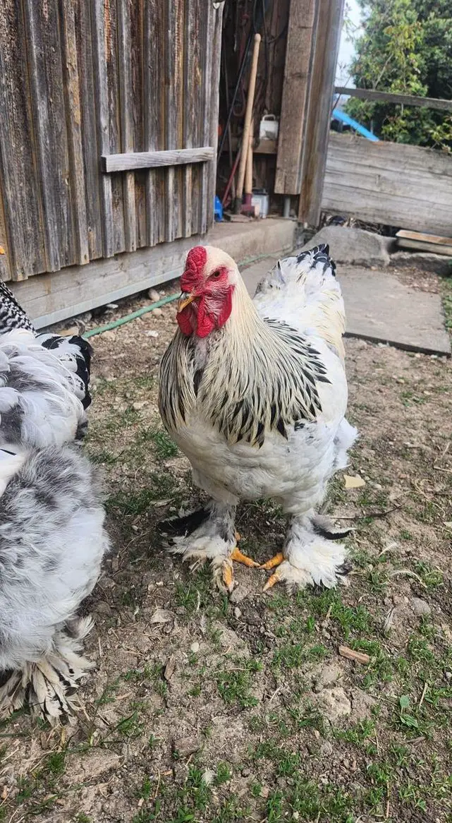 Columbia Brahma Hahn sucht eigene Hühnerschar