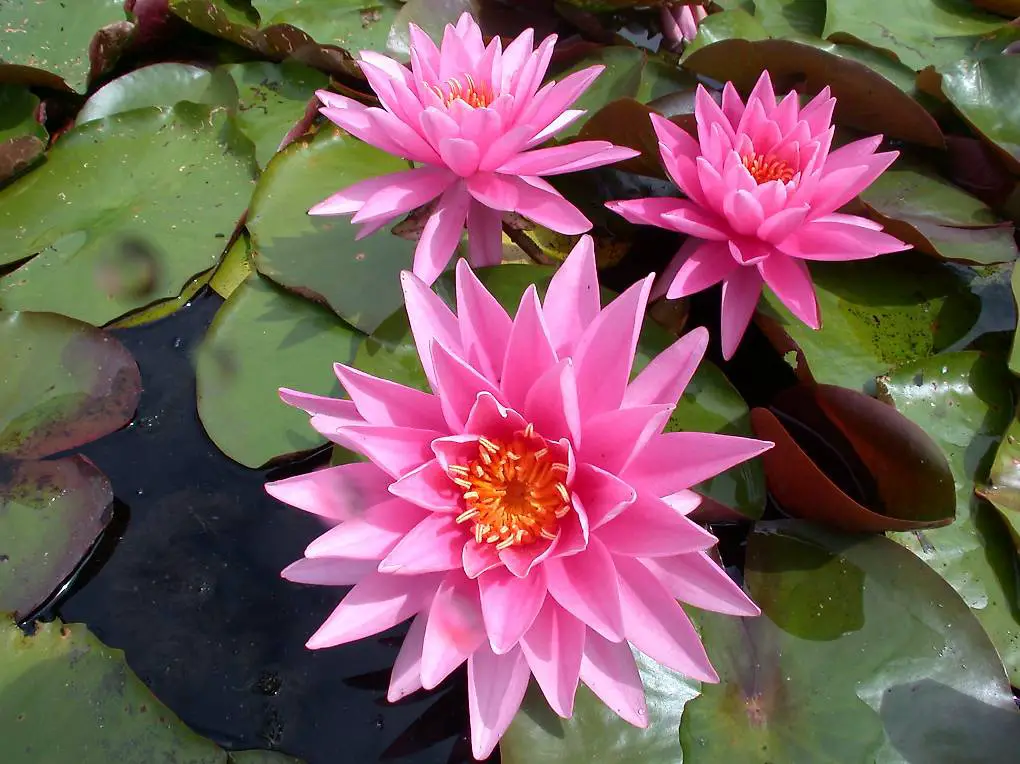Seerose Teichpflanze Nymphaea "Perry"s Magnificent"