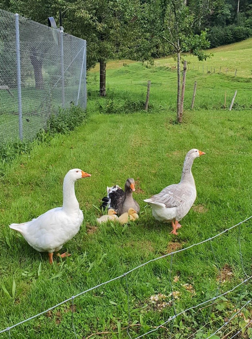 Diepholzer Ganter x Graugans abzugeben