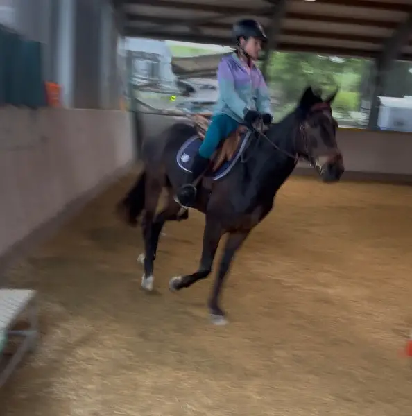 Pflege- oder Reitbeteiligung gesucht