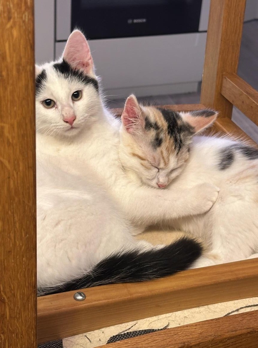 Süsse Britische Katzenbabys zu verkaufen