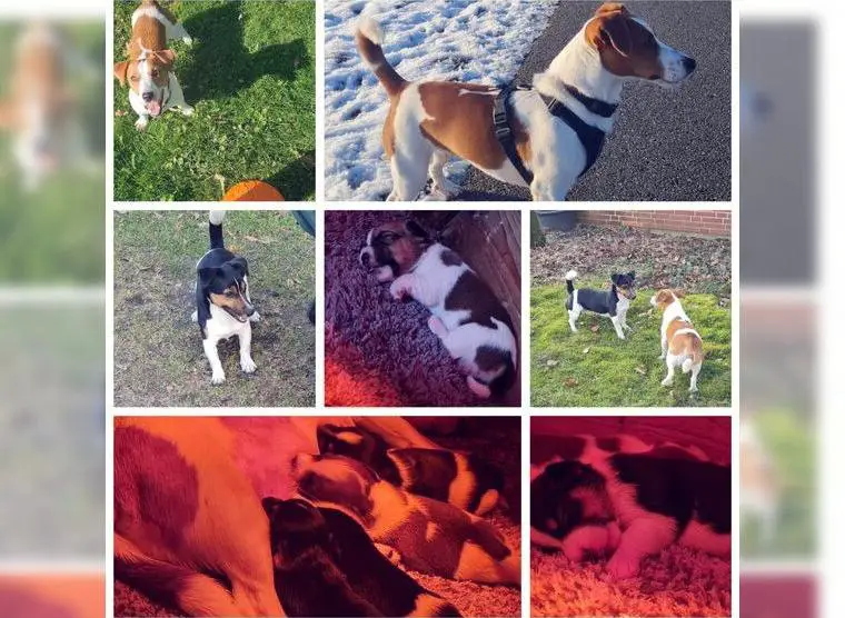 Jack-Russell Welpen suchen ein Zuhause