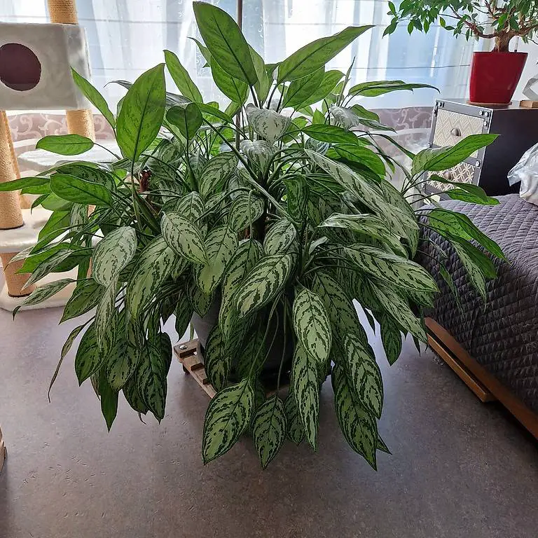 Zimmerpflanze Aglaomea