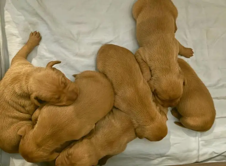 Magyar Vizsla Welpen