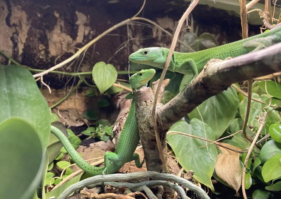 Gastropholis Prasina, Grüne Baumeidechse