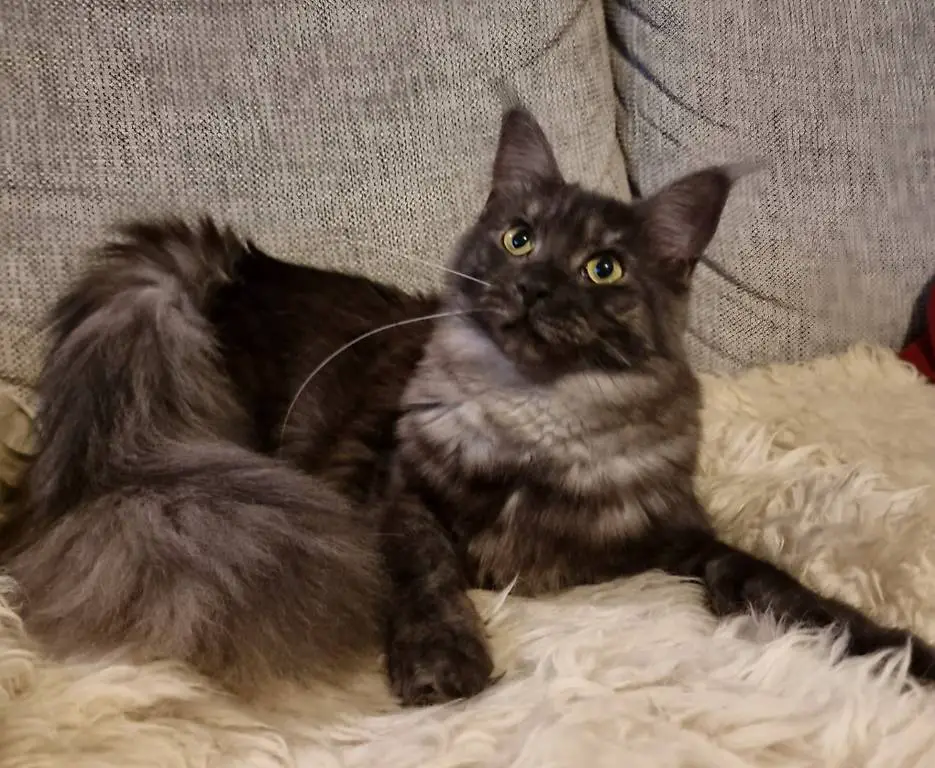 Maine Coon