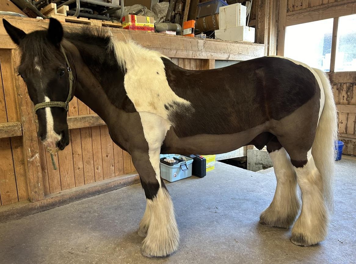 Reitbeteiligung für Tinker Wallach in Räuchlisberg / Amriswil TG