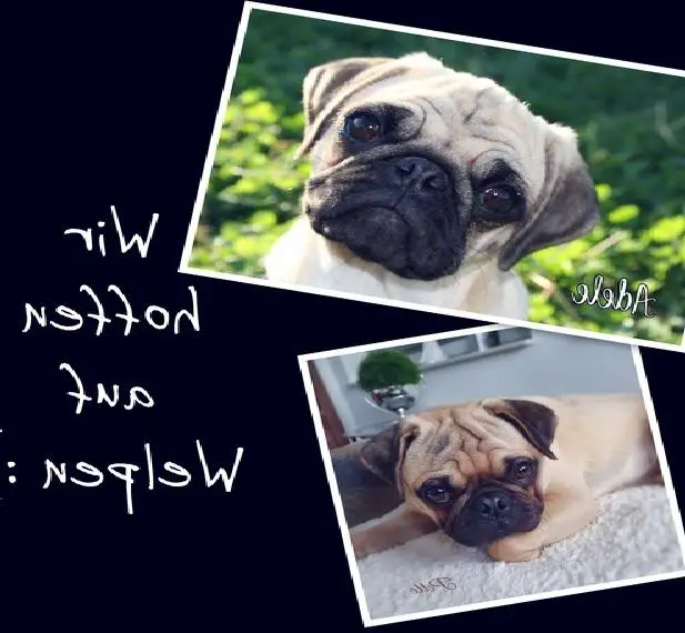 Altdeutscher Mops Wurfankündigung