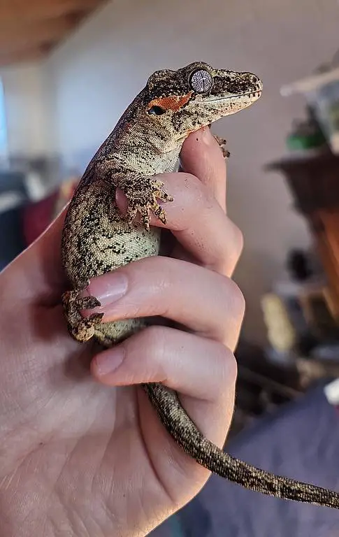 0.1 Rhacodactylus Auriculatus, Höckerkopfgecko Weibchen