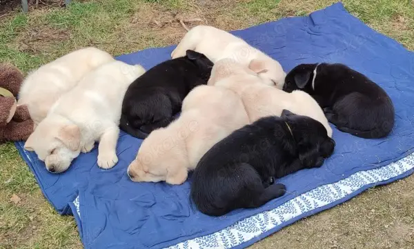 Labrador Welpen Reinrassig Arbeitslinie