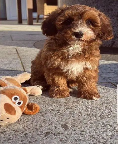 Wurfankündigung *HAVAPOO* Bichon Havanese & Pudel in satten Farben