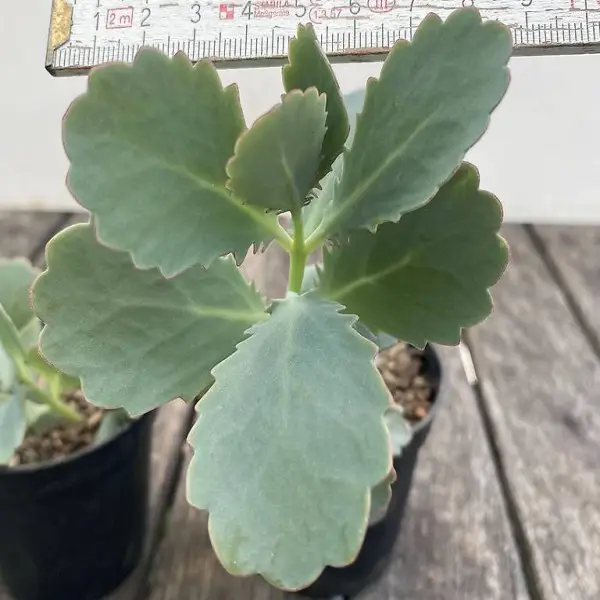 Kalanchoe fedtschenkoi